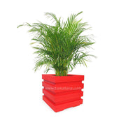 COMBO CUBO 48 CM CON PALMA ARECA - Tumatera.co