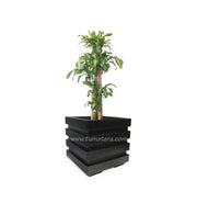 COMBO CUBO 48 CM CON PALO BRASIL - Tumatera.co