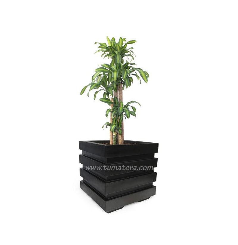 COMBO CUBO 48 CM CON PALO BRASIL - Tumatera.co