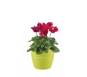 COMBO SAN REMO 16 CM CON VIOLETA DE LOS ALPES - Tumatera.co