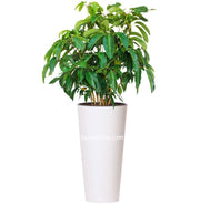 Combo Tubus 76 cm con Cheflera Blanca