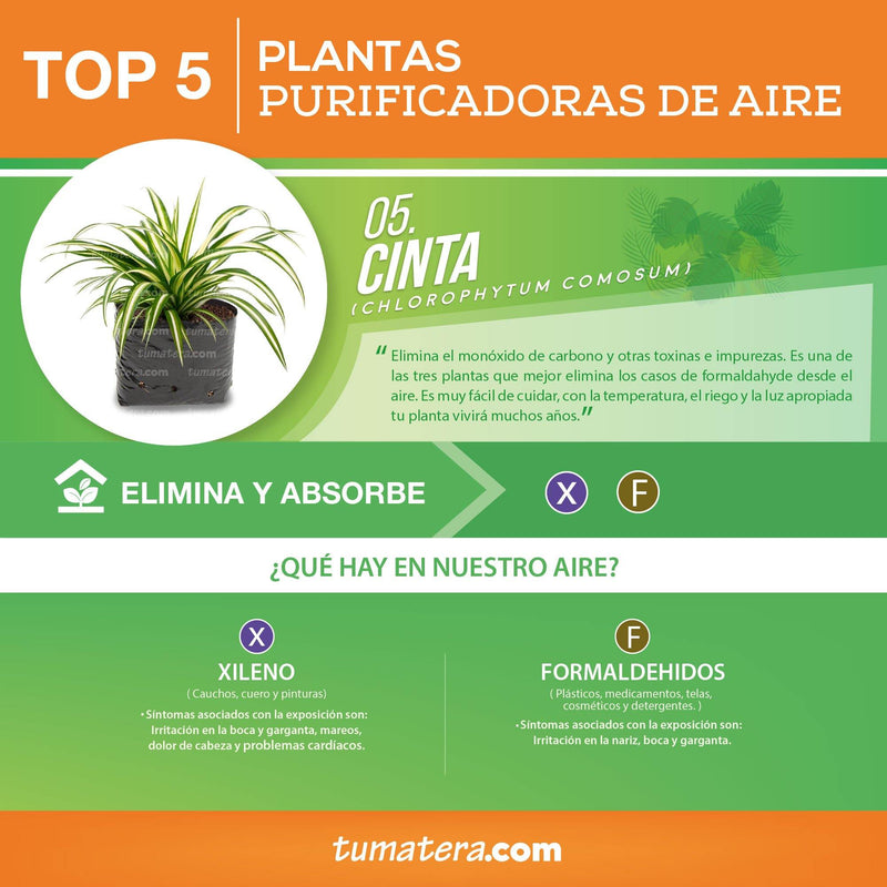 PLANTA CINTA B14 - Tumatera.co