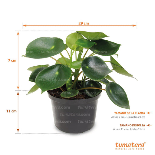 vista frontal principal fondo blanco con acercamiento especificaciones de la planta medida de la planta: 29 cm de Diámetro x 7 cm de Alto medida de la bolsa: 11 cm de Diámetro x 11 cm de Alto