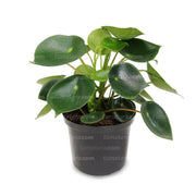 Planta Cucharita B10 vista frontal principal fondo blanco con acercamiento
