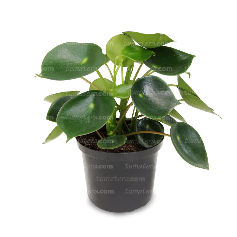 Planta Cucharita B10 vista frontal principal fondo blanco con acercamiento