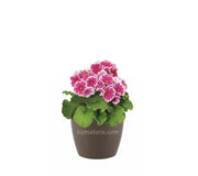 COMBO SAN REMO 16 CM CON PRIMAVERAS - Tumatera.co