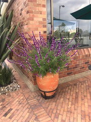 PLANTA SALVIA MEXICANA B24 - Tumatera.co