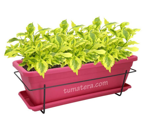 COMBO VENEZA BALCÓN 50 CM CON DURANTAS - Tumatera.co