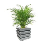 COMBO CUBO 48 CM CON PALMA ARECA - Tumatera.co
