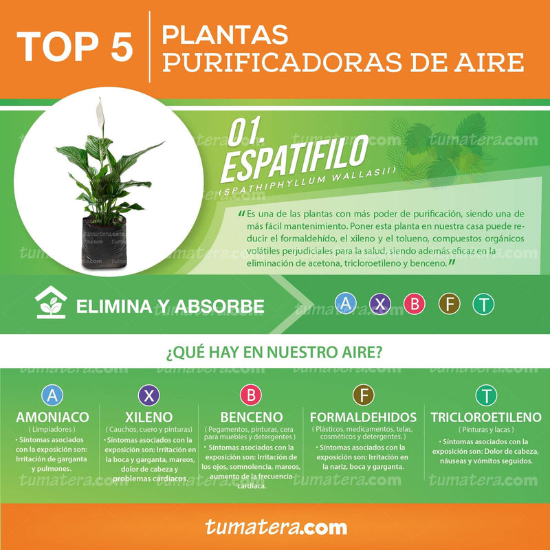 PLANTA ESPATIFILO B35 - Tumatera.co