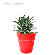 COMBO CÓNICA 59 CM CON WARNECKI - Tumatera.co