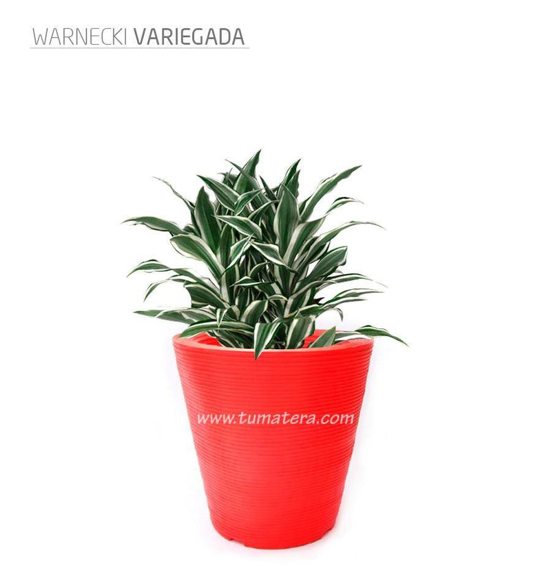 COMBO CÓNICA 59 CM CON WARNECKI - Tumatera.co