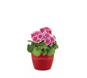 COMBO SAN REMO 16 CM CON PRIMAVERAS - Tumatera.co