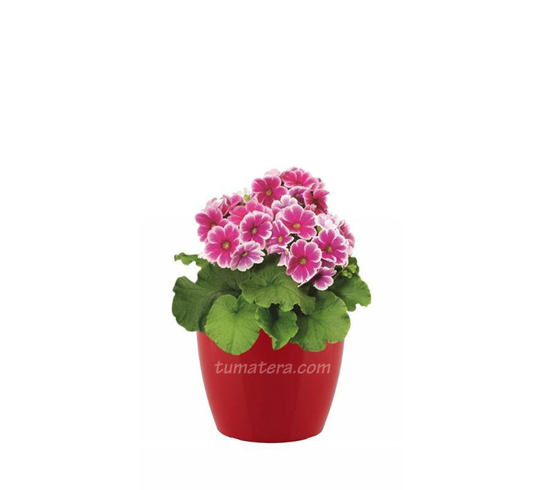 COMBO SAN REMO 16 CM CON PRIMAVERAS - Tumatera.co