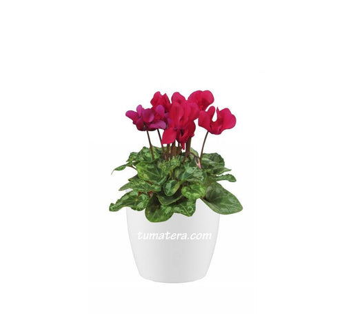 COMBO SAN REMO 16 CM CON VIOLETA DE LOS ALPES - Tumatera.co