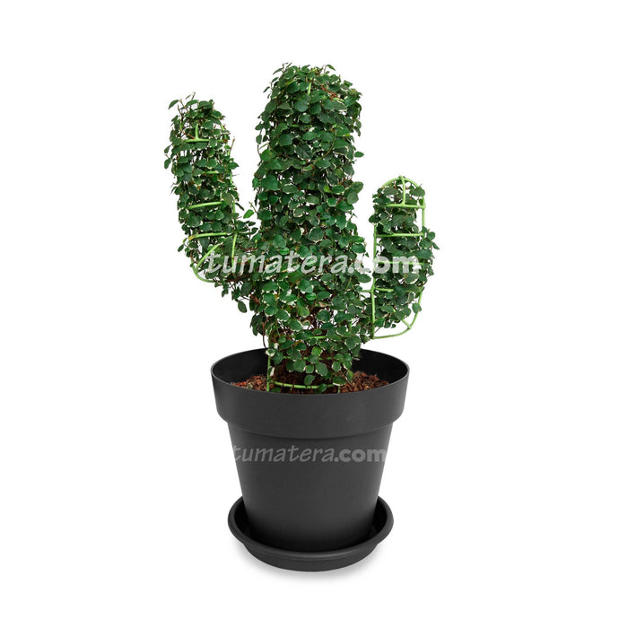 Combo Topario Cactus 49cm Negro