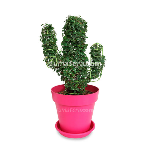 Combo Topario Cactus 49cm color Fucsia