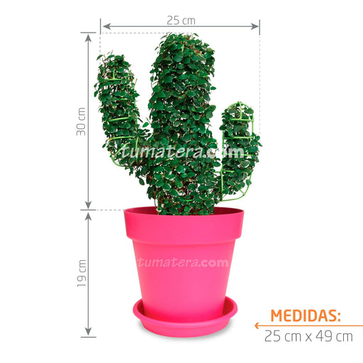 Combo Topario Cactus 49cm con Medidas