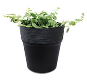 MATERA FURU 12 CM - Tumatera.co