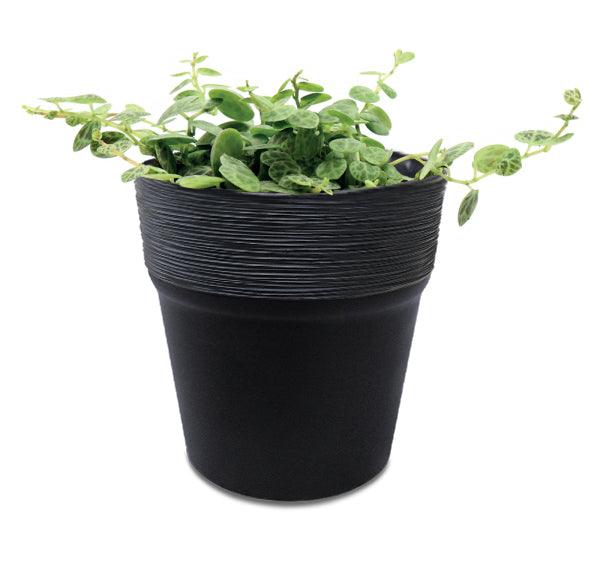 MATERA FURU 12 CM - Tumatera.co