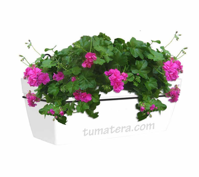 COMBO KIT CAPRI BALCÓN 50 CM CON GERANIUM PELARGOMIUN - Tumatera.co