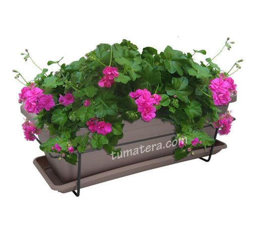 COMBO VENEZA BALCÓN 50 CM CON GERANIUM PELARGOMIUN - Tumatera.co