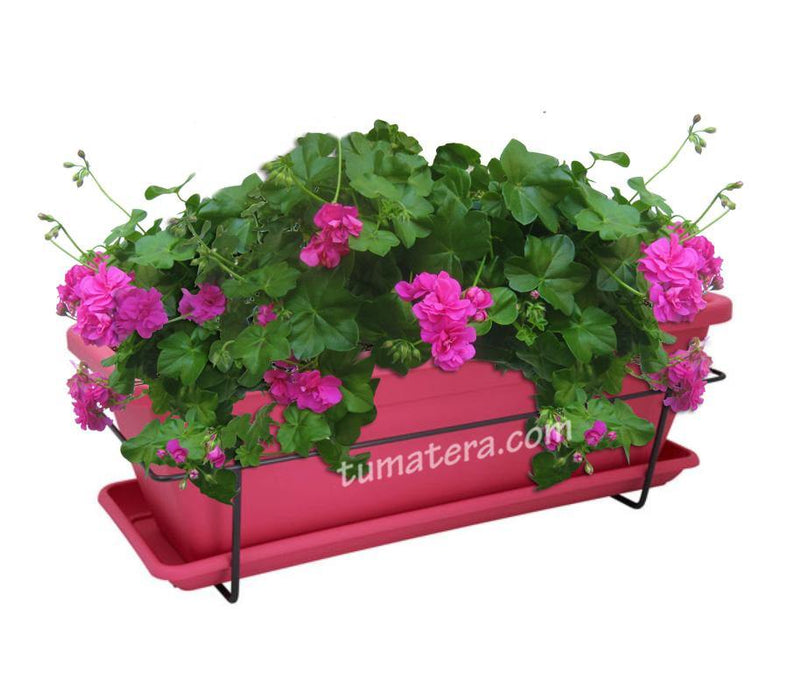 COMBO VENEZA BALCÓN 50 CM CON GERANIUM PELARGOMIUN - Tumatera.co