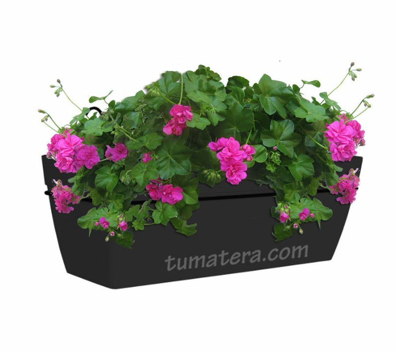 COMBO KIT CAPRI BALCÓN 50 CM CON GERANIUM PELARGOMIUN - Tumatera.co