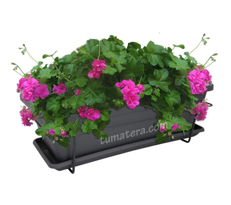 COMBO VENEZA BALCÓN 50 CM CON GERANIUM PELARGOMIUN - Tumatera.co