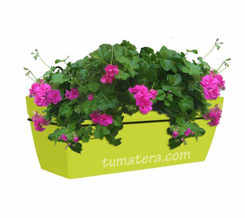 COMBO KIT CAPRI BALCÓN 50 CM CON GERANIUM PELARGOMIUN - Tumatera.co