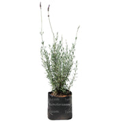 Planta Lavanda B21 vista frontal planta en bolsa negra fondo blanco