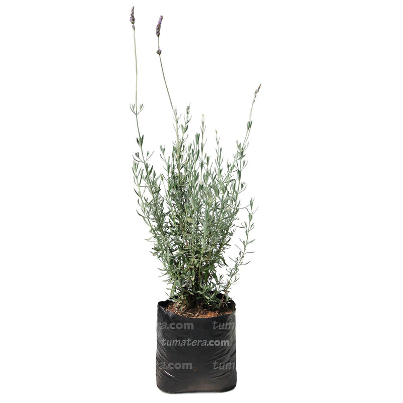 Planta Lavanda B21 vista frontal planta en bolsa negra fondo blanco