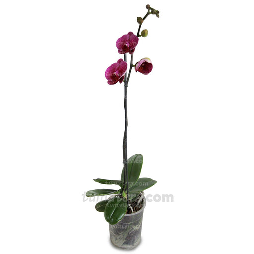 ORQUIDEA PHALAENOPSIS 1 VARA - Tumatera.co
