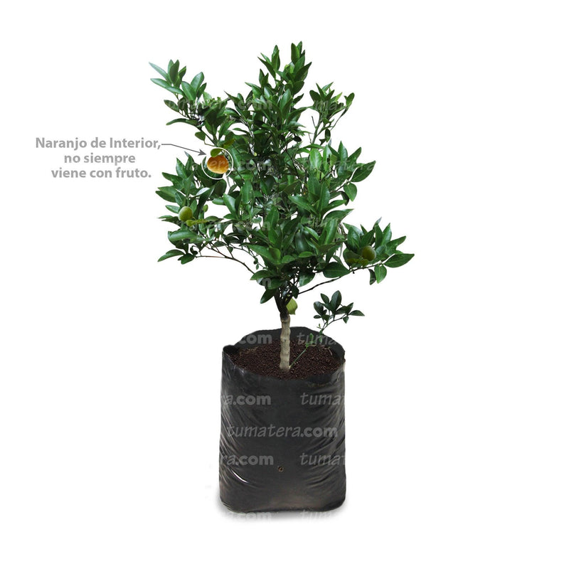 PLANTA CALAMONDIN B35 - Tumatera.co