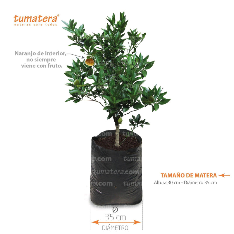 PLANTA CALAMONDIN B35 - Tumatera.co