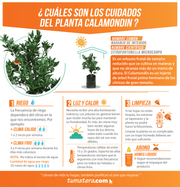PLANTA CALAMONDIN B35 - Tumatera.co