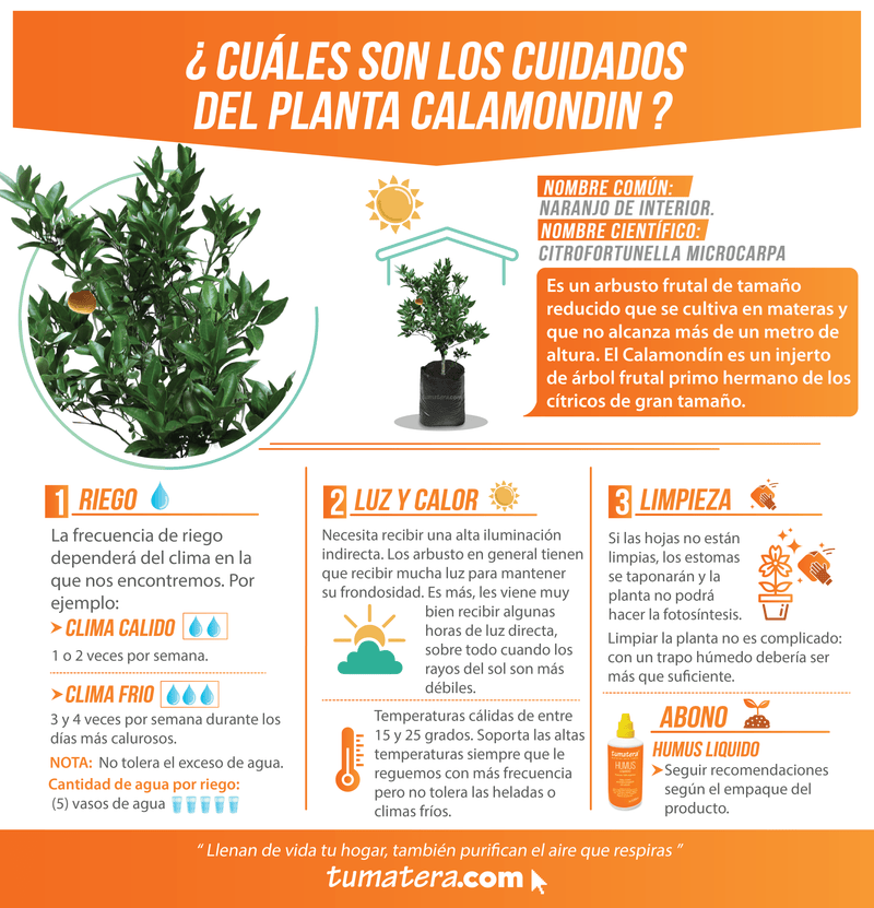 PLANTA CALAMONDIN B35 - Tumatera.co