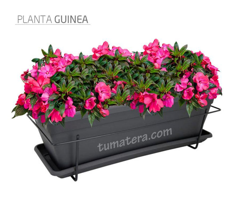 COMBO VENEZA BALCÓN 50 CM CON FLORES - Tumatera.co