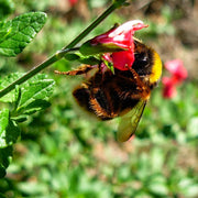 Planta Salvia Colibrí con insectos