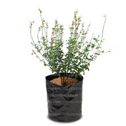 Planta Salvia Colibrí