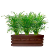 COMBO JARDINERA 90 CM CON PALMA ARECA - Tumatera.co