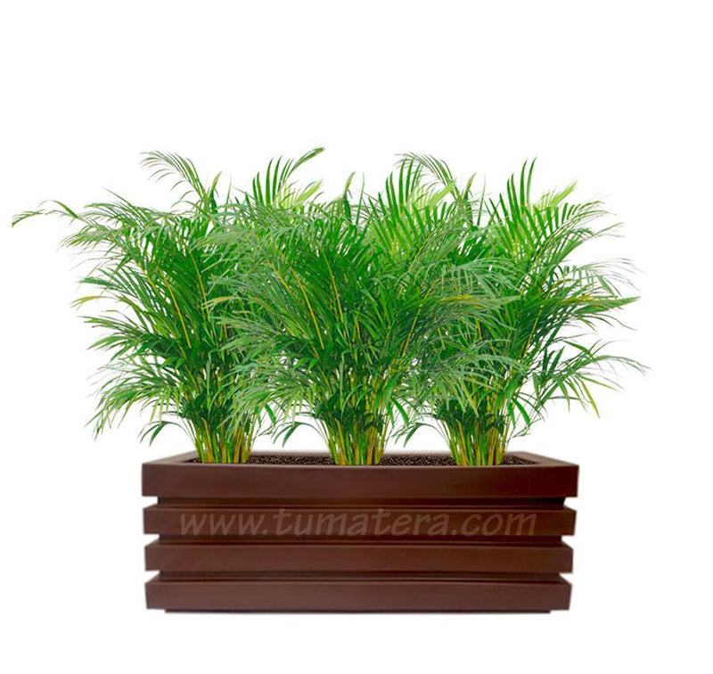 COMBO JARDINERA 90 CM CON PALMA ARECA - Tumatera.co