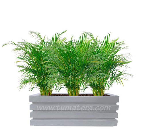 COMBO JARDINERA 90 CM CON PALMA ARECA - Tumatera.co