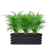 COMBO JARDINERA 90 CM CON PALMA ARECA - Tumatera.co