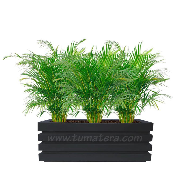 COMBO JARDINERA 90 CM CON PALMA ARECA - Tumatera.co