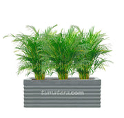 COMBO JARDINERA CEMENTO 90 CM CON PALMA ARECA - Tumatera.co