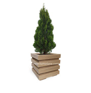 COMBO CUBO 48 CM CON PINO - Tumatera.co