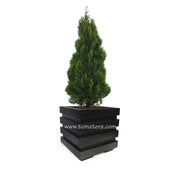 COMBO CUBO 48 CM CON PINO - Tumatera.co