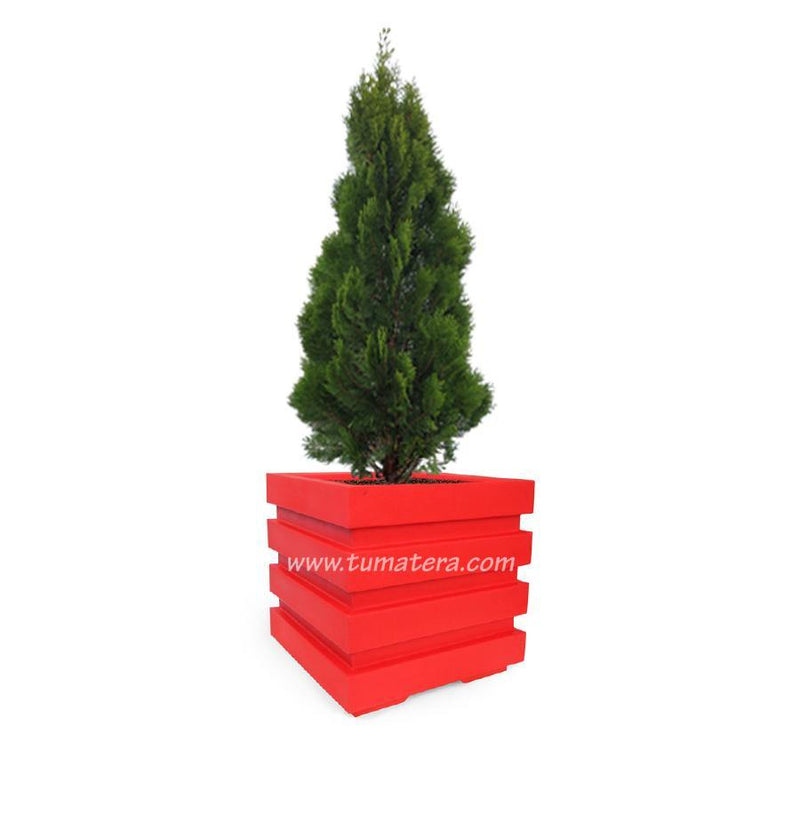 COMBO CUBO 48 CM CON PINO - Tumatera.co