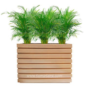 COMBO JARDINERA 100 X 60 CM CON PALMA ARECA - Tumatera.co